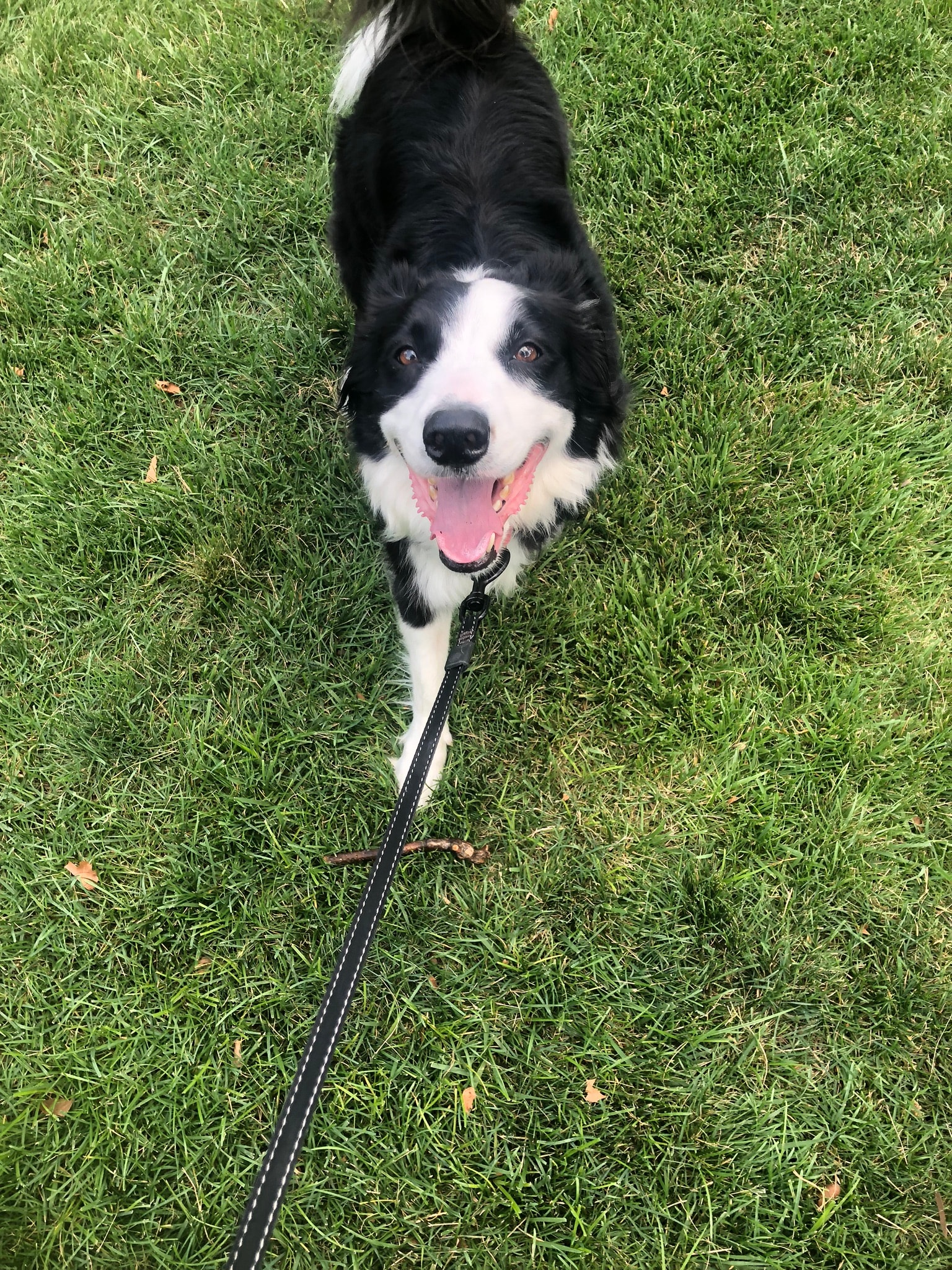Dog walker with group of dogs at park